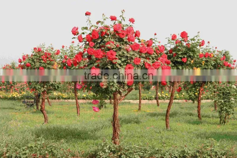 graden tools sundry jute twine for fixing plants and flowers