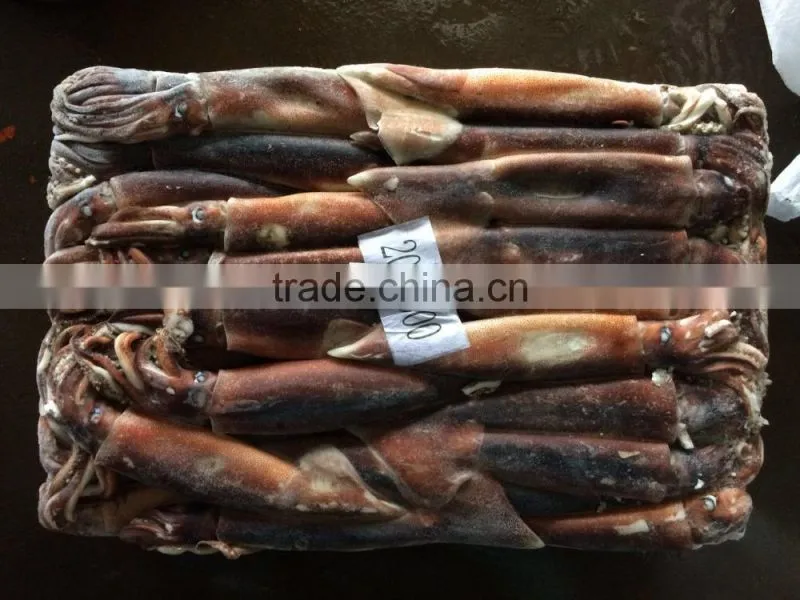 Frozen Argentina Squid Raw Material
