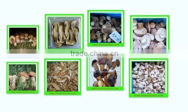 IQF Boletus Edulis
