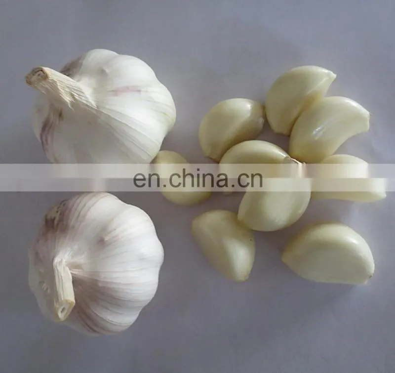 garlic ginger peeling machine/ garlic peeler /garlic peeling