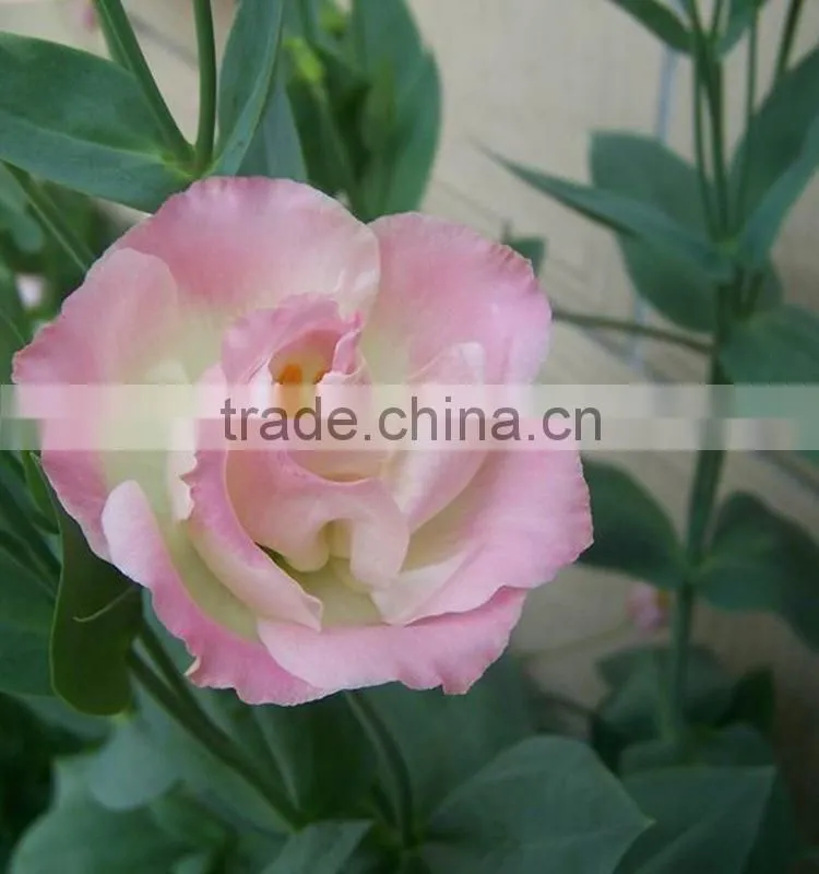 Excellent quality best sell fresh cut colorful eustomas