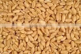 Soft Milling Wheat