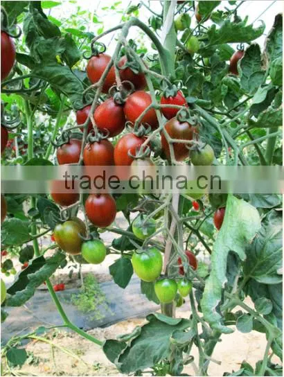 Hybrid purple cherry tomato seeds for growing-Purple 101