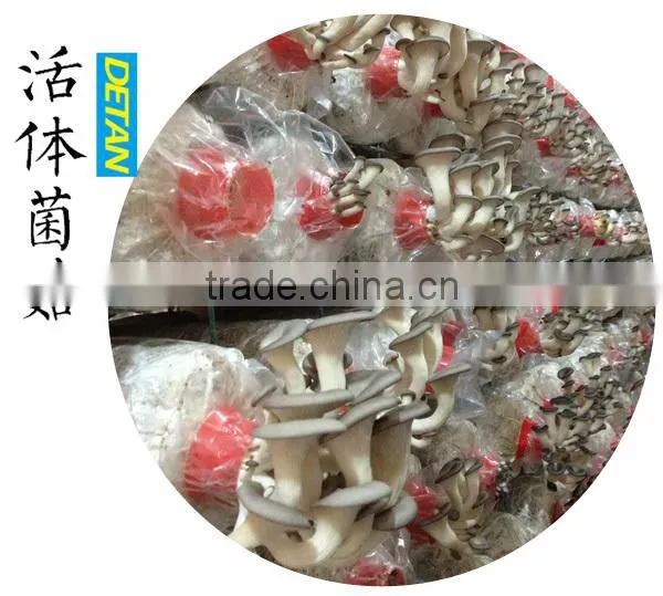 oyster mushroom spawn/mushroom logs