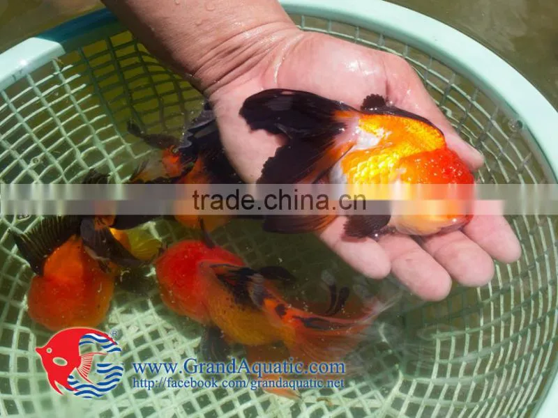 Aquarium Fish Farm