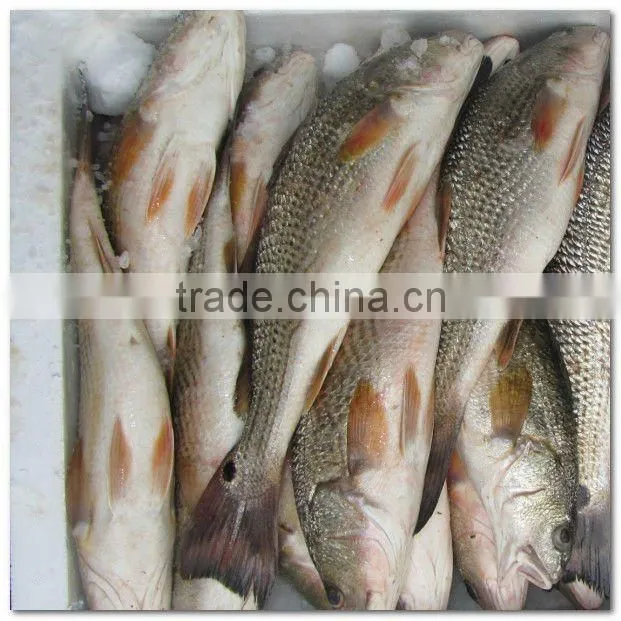 Frozen fresh whole red drum
