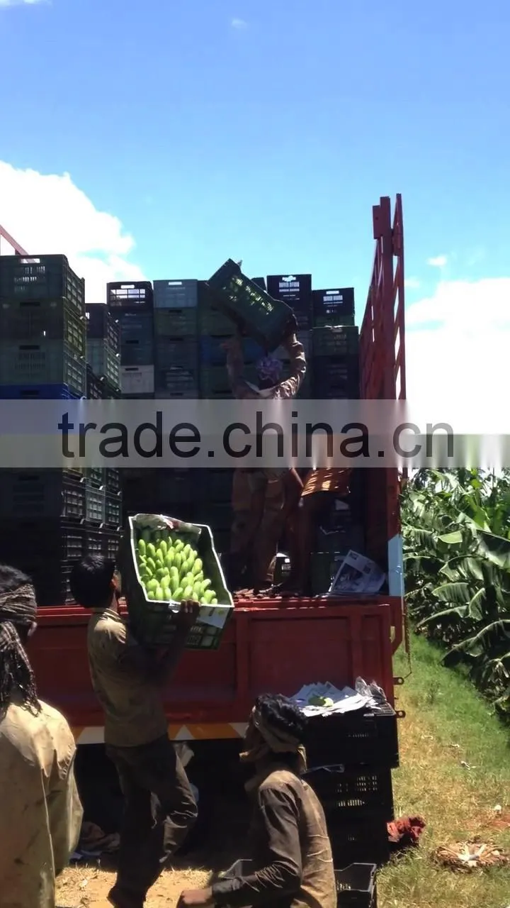 Fresh Cavendish Banana