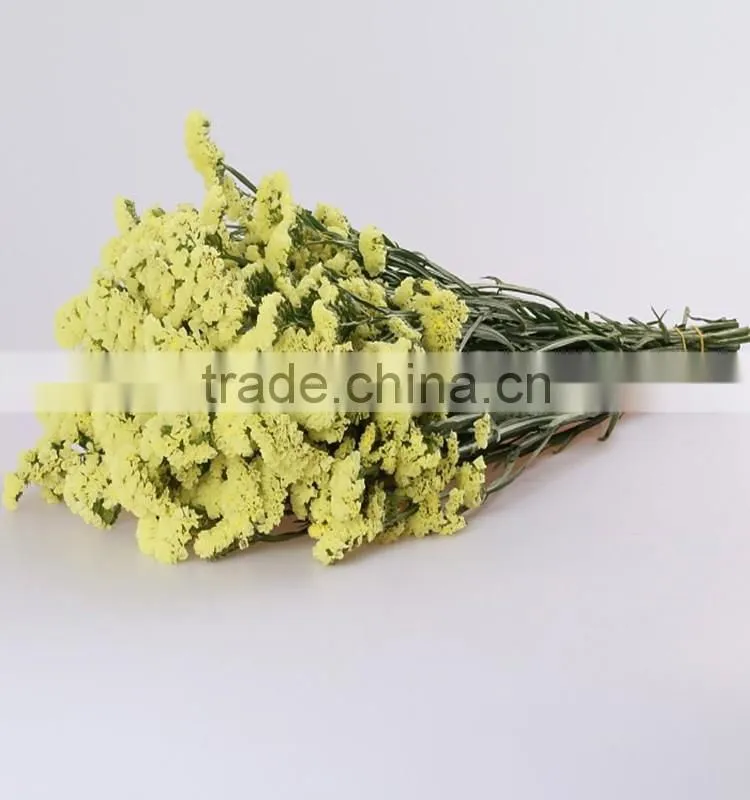 bulk supply decorative flower fresh cut green color forget me not flowers