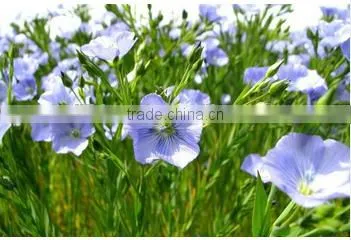 New technology linseed Flax seed Oil lower blood lipid