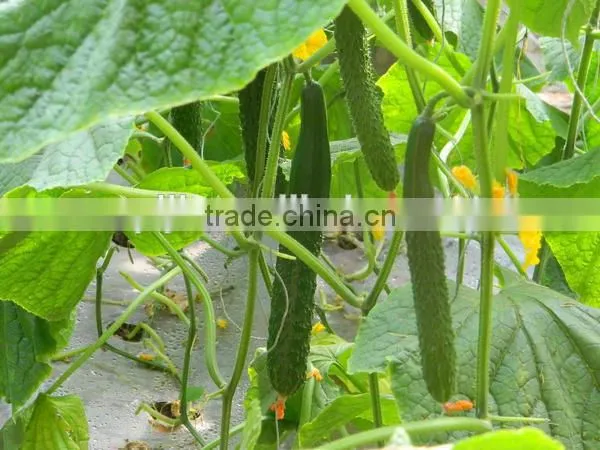 directly from factory organic liquid Chitosan fertilizer for sale