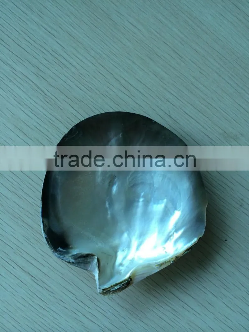 Polished Blacklip Mother of Pearl Shell