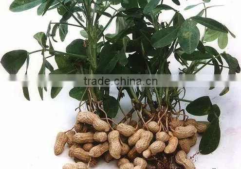 roasted Shelled Peanut