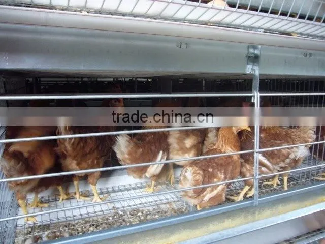 poultry farming equipment meat broiler cage for steel chicken house