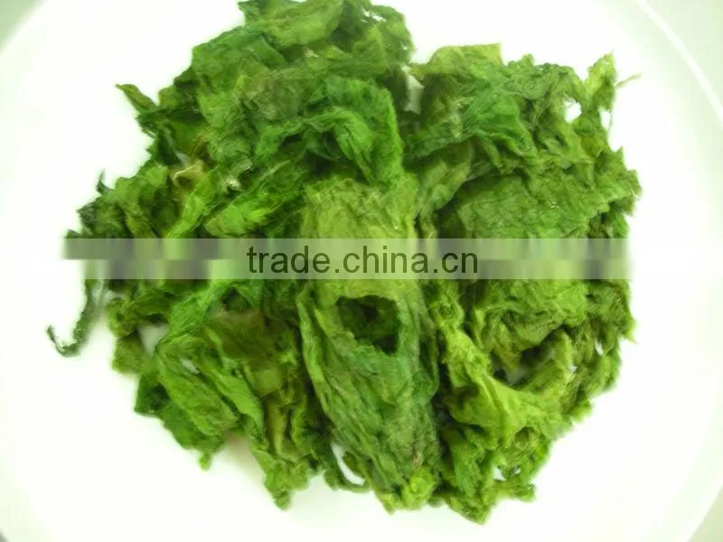ULVA SEA LECTTUCE seaweed