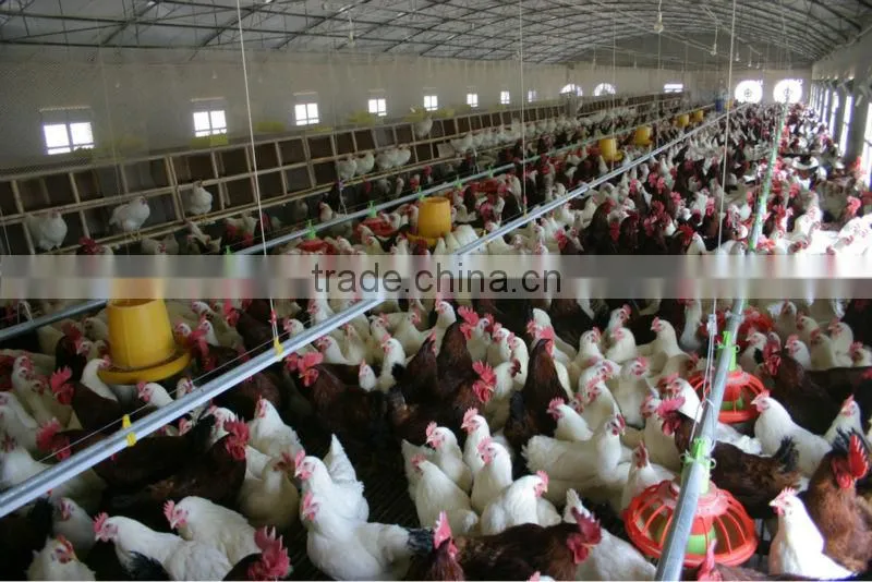 poultry feeding system