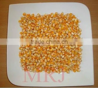 Indian Yellow Corn with high nutrition and aroma for anima feed