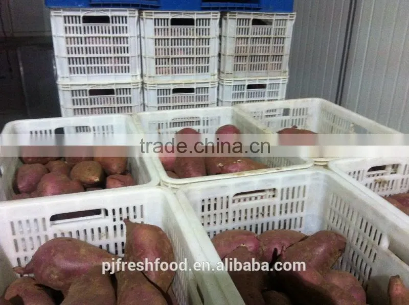 Fresh Sweet purple Potato/red skin potato