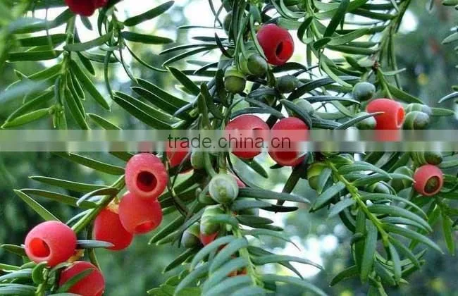 Taxus Bacatta Tree Seedling