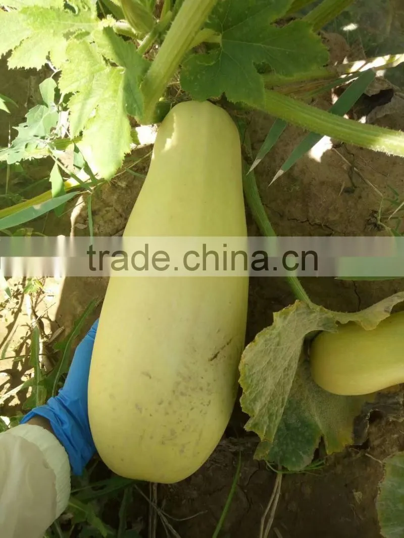 Chinese greer pumpkin seed kernel Eu standard grade A with cheapest price