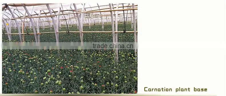 wholesale fresh cut flower of white carnation