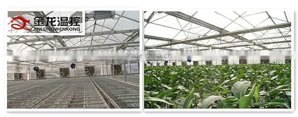 JINLONG Big air flow and low noise air circulation fan for Poultry farming