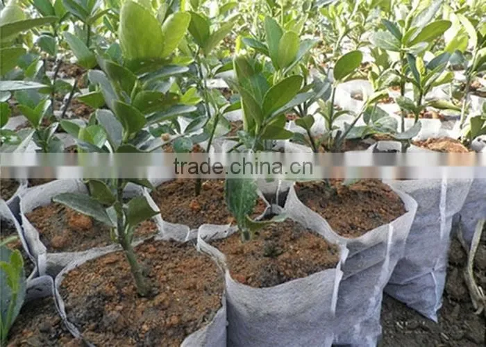 3 Years Warranty Best Sale Banana Fruit Bag / Frost Cover