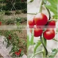 competitive flower plant support