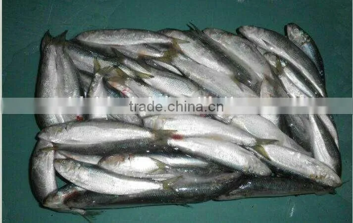 2016 High Quality Frozen Sardine for bait