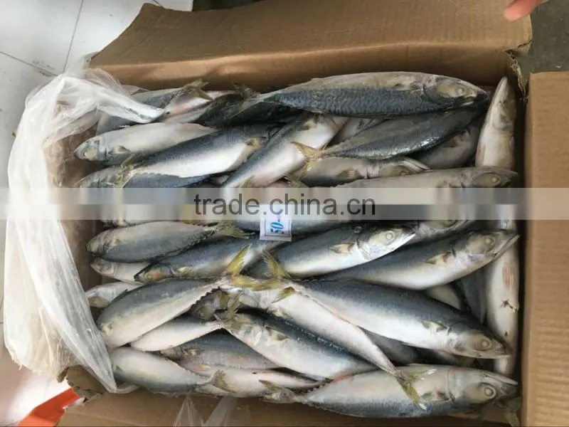 frozen pacific mackerel fish