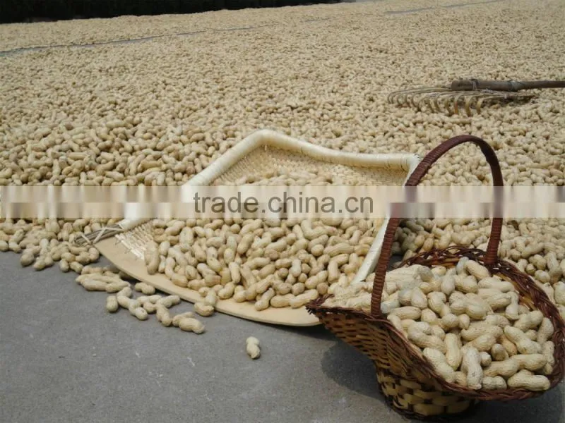 best selling products wholesale roasted peanuts roast peanut in shell price