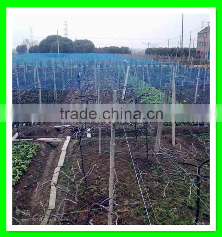 Hot sale cheap price plastic bird mist net for fruit tree
