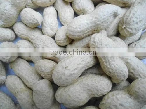 shandong hot sale raw peanuts for sale