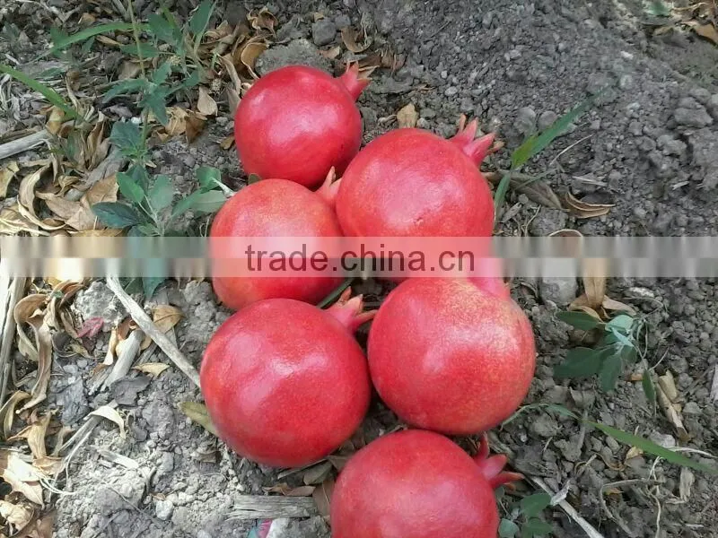 Fresh Pomegranate Fruit Supplier in India / Malaysia / Singapore / Dubai / Maldives / Sri Lanka