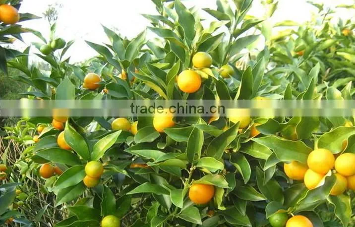 seedless orange tree seedling