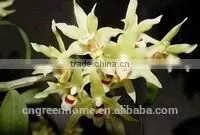 Dendrobium offcinale flask