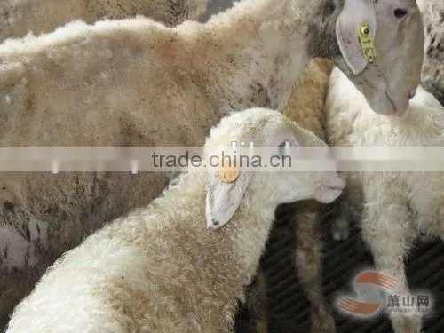 ear tag for pig with metal pin and TPU in yellow 50*16 mm
