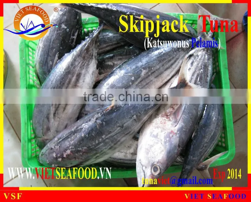 FROZEN SKIPJACK TUNA WHOLE ROUND