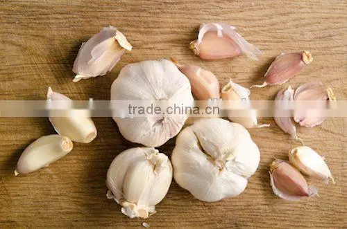 garlic