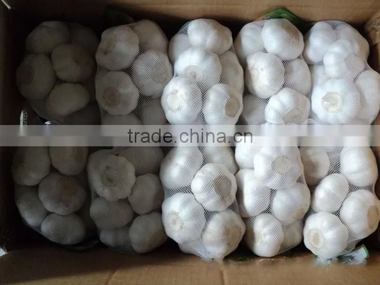 China Red Garlic Price Store Garlic