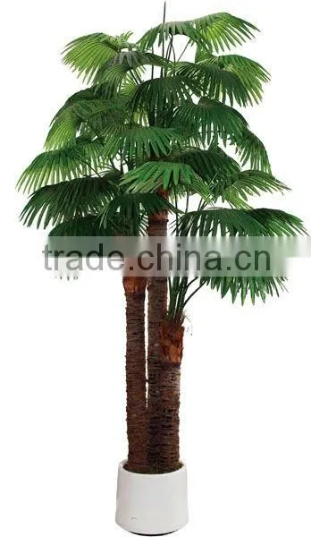 Special large fan palm tree