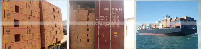 Quality Checked Moisture Canned Cat Food Export to North America
