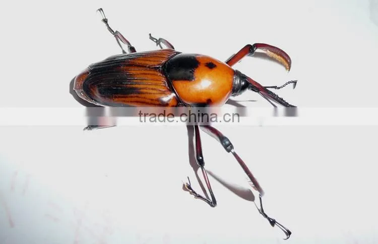 Park decorations insect