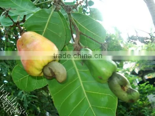 Cashew WS