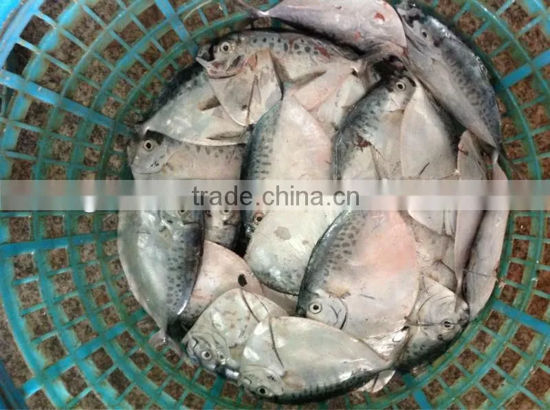 moon fish size 100-150g/pcs