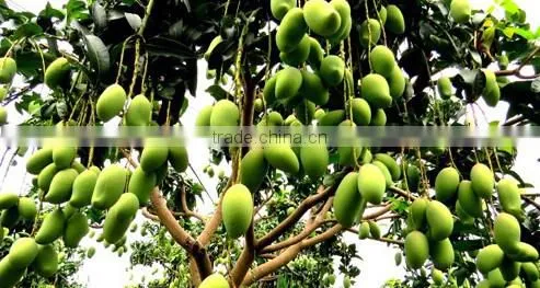 Super Potassium Humate,Humic Fertilizer K-humate,Organic Fertilizer for Soil Conditioner