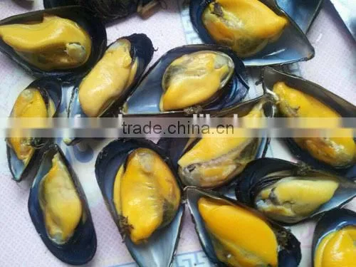 IQF cooked blue frozen mussel meat