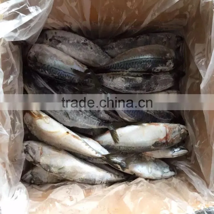 Marine Frozen fresh pacific mackerel whole round frozen mackerel