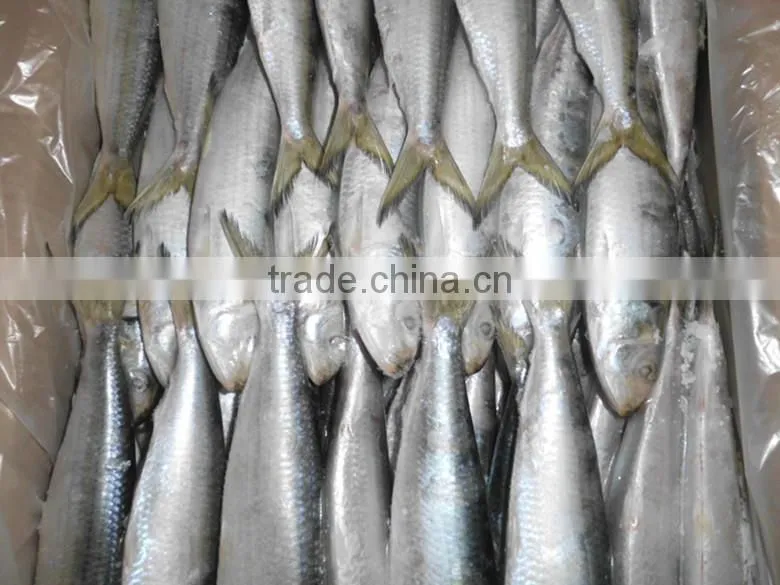 Factory wholesale frozen indian sardine high quality