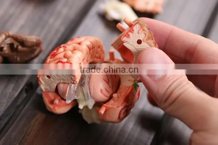 Education Toy Human brain model structure model assembled Anatomy dimensional model 32pcs set