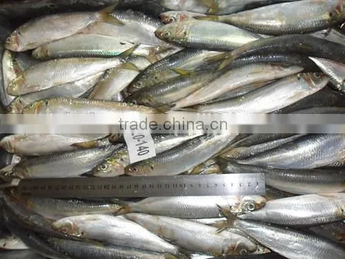 Land Frozen Whole price frozen sardine for Biat from China 120 -140 pcs
